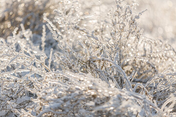 textures, christmas background, close-up, snow grass patterns, highlights