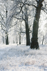 winter forest, oaks in the snow, view of the snowy forest