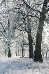 winter forest, oaks in the snow, view of the snowy forest
