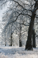 winter forest, oaks in the snow, view of the snowy forest
