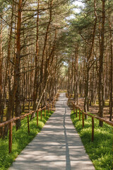 Obraz premium Dancing forest is sight of Curonian Spit national park in Kaliningrad region, Russia. Beautiful old conifer trees with twisted trunks covered moss and road for tourists. Forest landscape