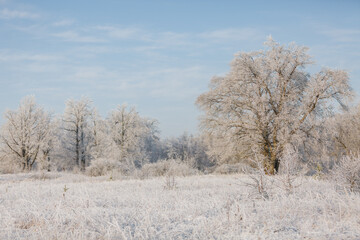 winter forest, oaks in the snow, view of the snowy forest