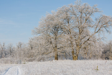 winter forest, oaks in the snow, view of the snowy forest