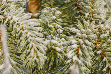 Naklejka na ściany i meble textures, christmas background, close-up, spruce, christmas tree, green branch