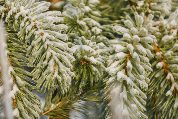 textures, christmas background, close-up, spruce, christmas tree, green branch