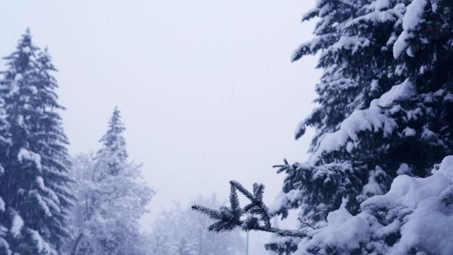large flakes of snow fall on the branches. Spruce in the snow. winter snowfall