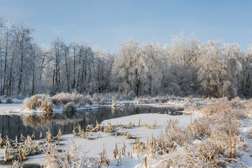 winter river, trees in the snow, view of the snow-covered forest