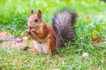 Autumn squirrel with nut sits on green grass with fallen yellow leaves