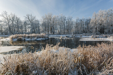 winter river, trees in the snow, view of the snow-covered forest