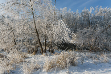 winter forest, oaks in the snow, view of the snowy forest