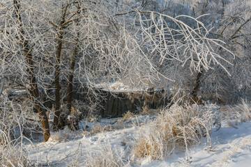 winter forest, oaks in the snow, view of the snowy forest