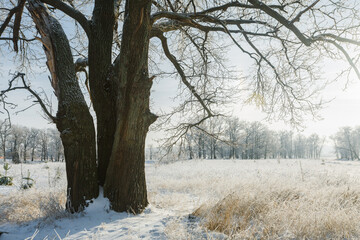 Fototapeta na wymiar winter forest, oaks in the snow, view of the snowy forest