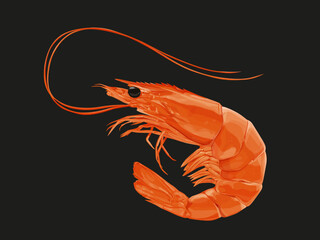shrimp on black background