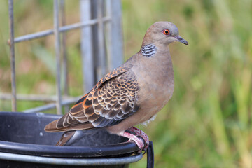 鳩