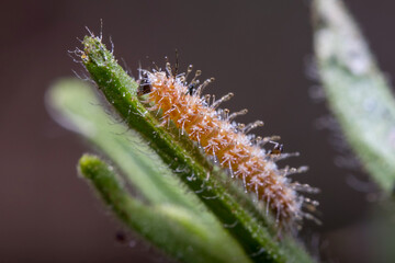 Plume moth larvae, Stangeia siceliota, walking on a plant under the sun