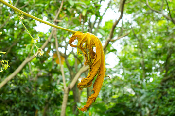 yellow papaya leaves on the tree