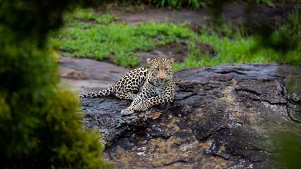 Fototapeta na wymiar a young male leopard relaxing on a boulder