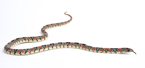 Obraz premium Long-nosed snake // Langnasennatter (Rhinocheilus lecontei)