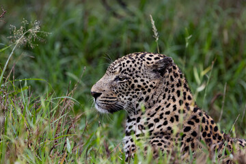Mature male leopard close up