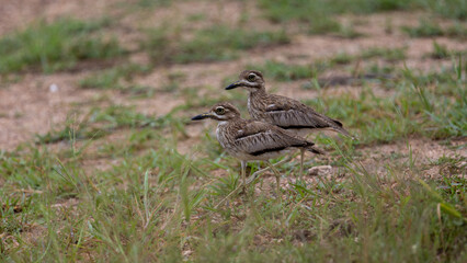 two water thick-knee birds in the wild