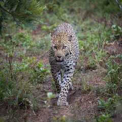 a leopardess walking toward to camera