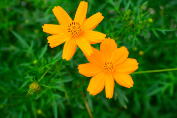 Close up Sulfur Cosmos (Cosmos sulphureus) in garden. Beautiful Yellow Flower