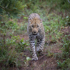 a leopardess walking toward to camera