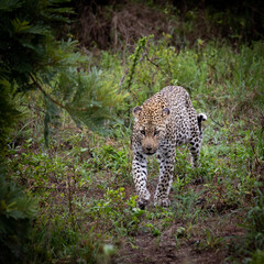 Fototapeta na wymiar a leopardess walking toward to camera