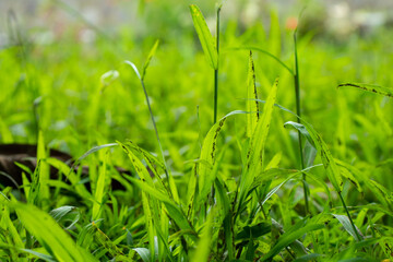 Fungus growths root sponge on a tree stump. Mushroom growths on a dry tree trunk. Forest mushrooms.