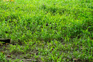 tall green grass in the garden