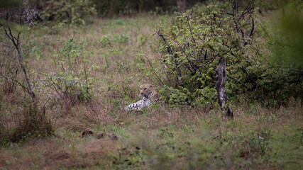 a leopard in the wild
