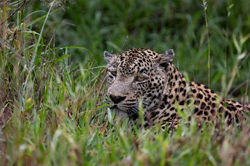 Mature male leopard close up
