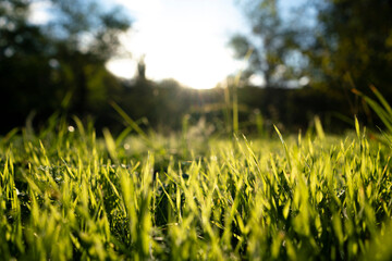 summer meadow with green grass, macro view with sun rays background