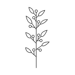 Hand drawn plant illustration.