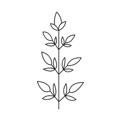Hand drawn plant illustration.