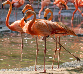 This beautiful pink flamingo is doing some graceful exercise in a park in Alphen aan den Rijn, the Netherlands