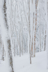 Frozen tree trunks in snowy winter woodland