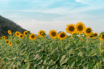field of sunflowers