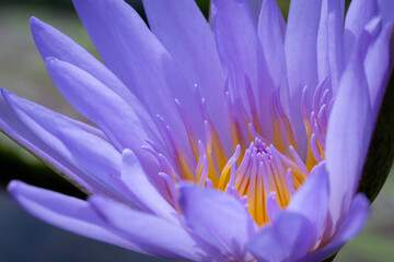 A close-up shot of the purplish-blue water lily (Nymphaea) shows the detail of the stamens and the texture of the colorful petals.