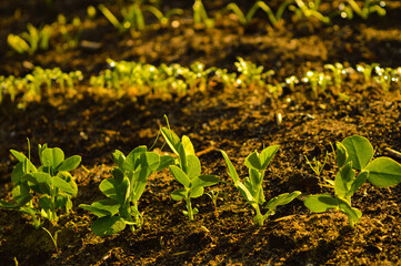 The pea shoots in rows on garden beds in the vegetable field. Cultivation of vegetables. Agriculture. Gardening in the summer house in the spring and summer season.