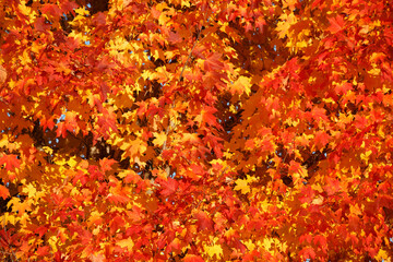 Orange and yellow maple leaves background