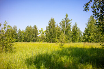 Green trees in the forest in summer.