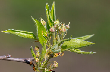 Closed pear flowers on a tree branch.