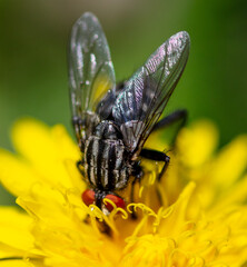 Fly on a yellow dandelion.