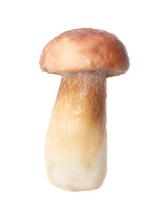 Fresh boletus mushroom isolated on white background