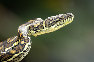 Carpet python poised to strike