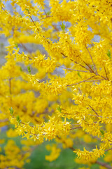 closeup of broom yellow flowers on grey blurred background