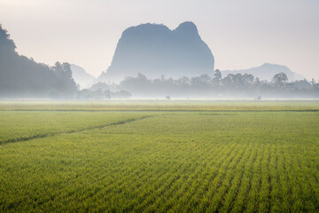 Image of beautiful Terraced rice field in water season