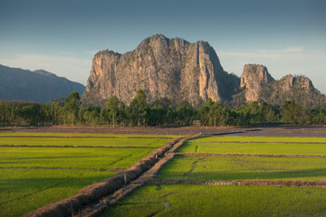 Image of beautiful Terraced rice field in water season