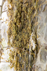 Nahaufnahme von Gespinstmotten unmittelbar vor der Verpuppung mit dem typischen Netz, bzw. Kokon